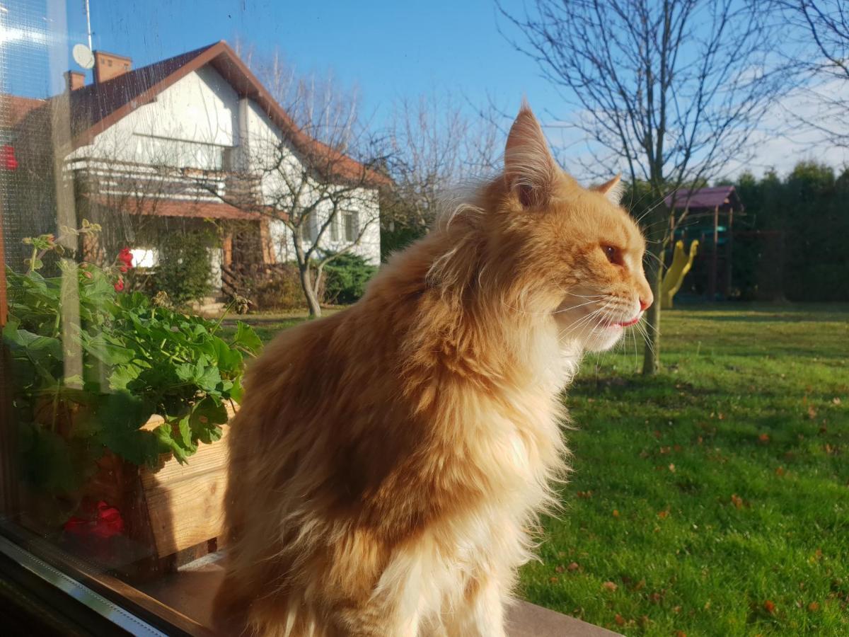 Borowe Kt Villa Warka Dış mekan fotoğraf